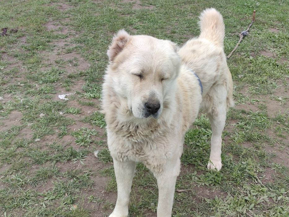 Щенки отец алабай