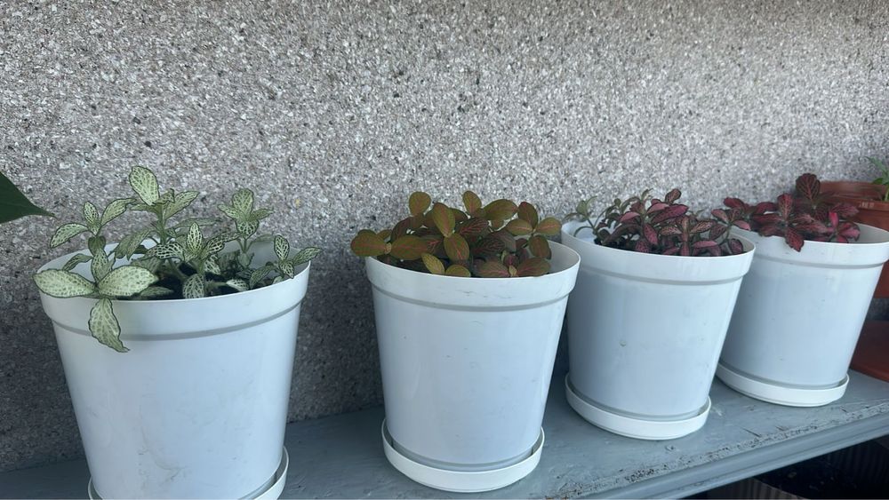 Бесплатно возьму комнатные цветы