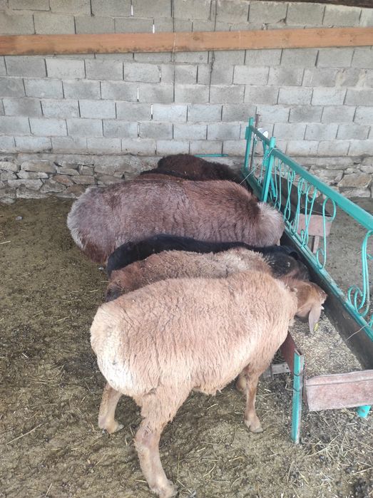 Қошқар 3жасар  тұқымдыққа