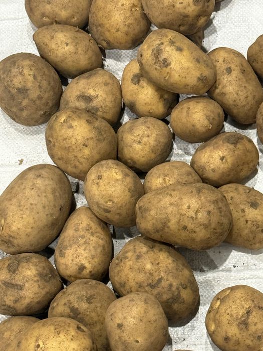 Картофель оптом со склада