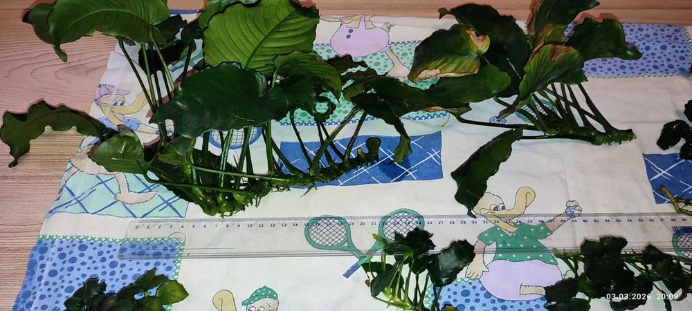 Анубиаси различни видове и големини