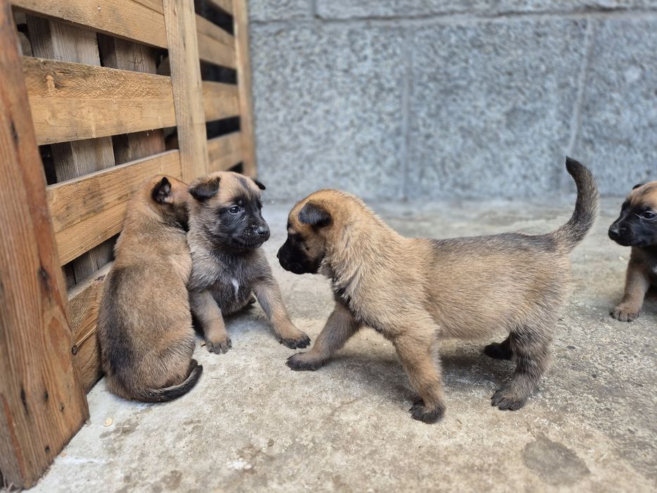 Белгийска овчарка Малиона