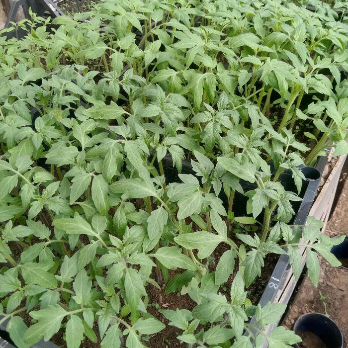 Рассада для теплиц: помидоры, огурцы