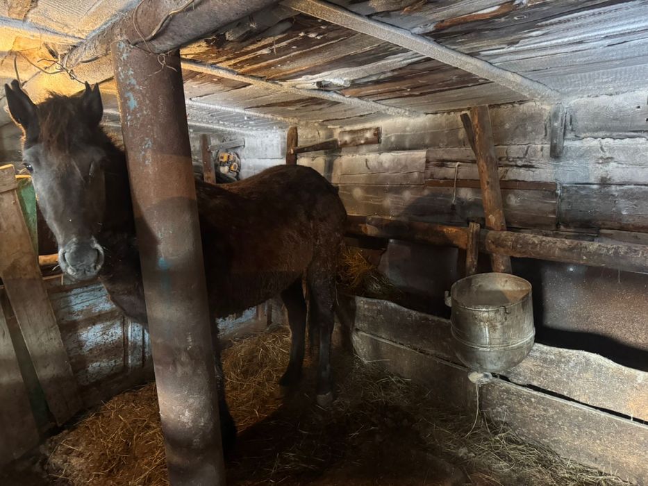 Жылкы лошадь согым