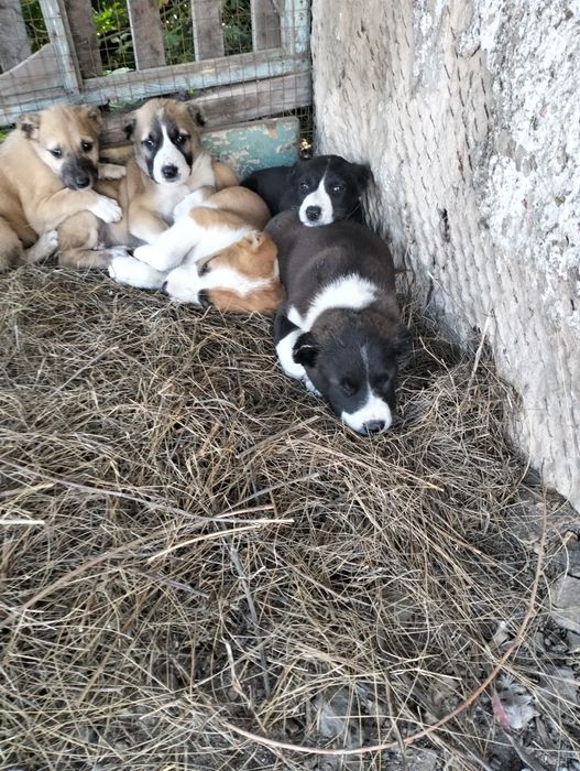 Щенята  алабаи  продам