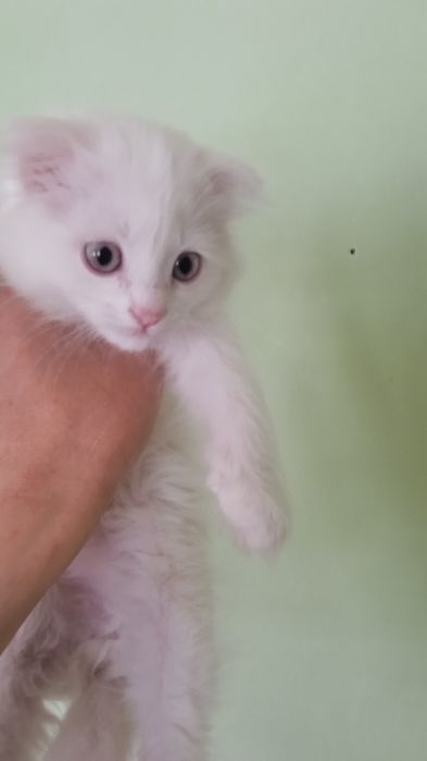 Britanskiy fold  oppoq mushukchalar. Sotiladi.