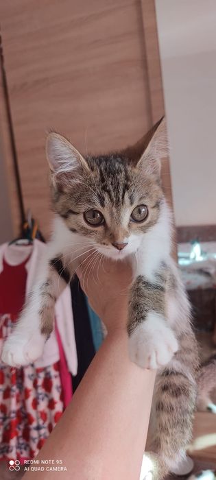 Отдам милых котят в добрые руки