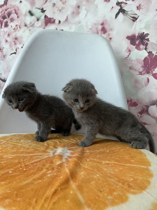 Котята шатландские продам