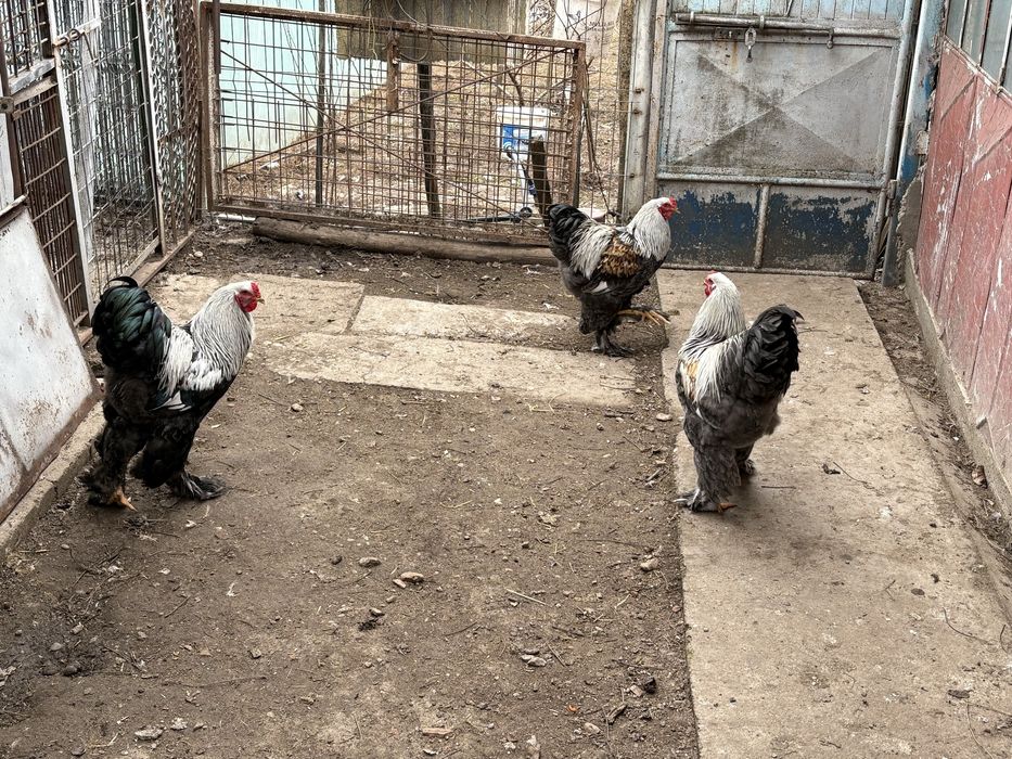 Familie brahma silver si herminat inchis