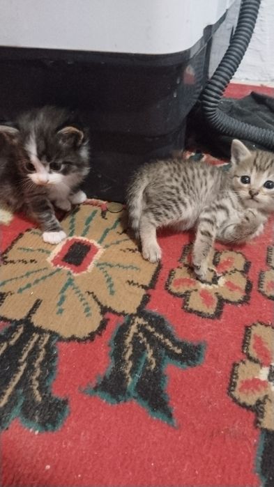 Отдам котят в добрые руки