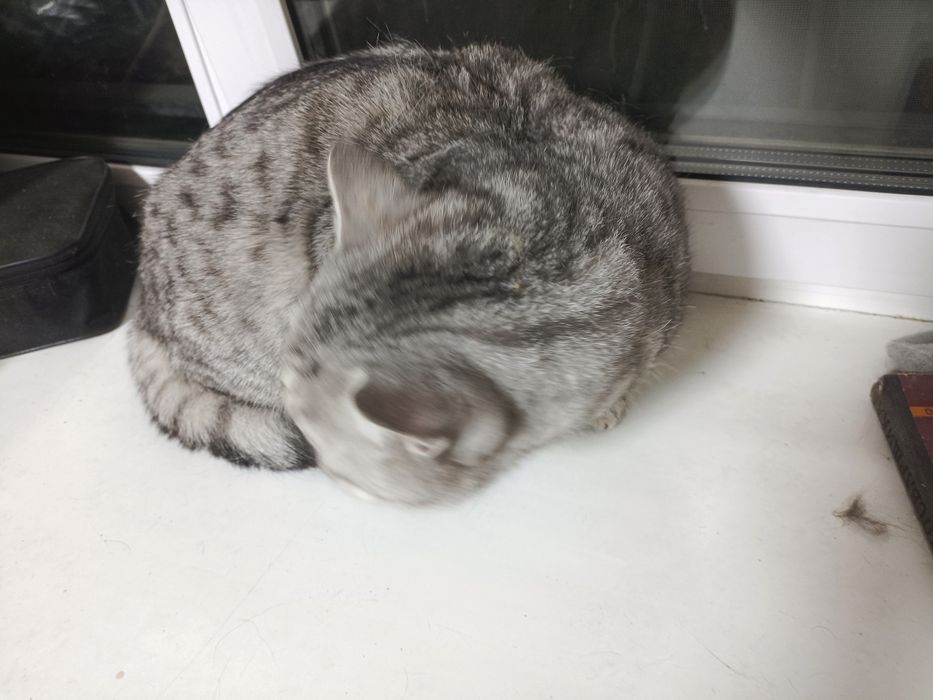 Отдам кота британца