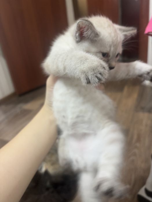 раздаем котиков бесплатно
