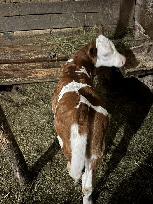 Vând un tauras și o vitea