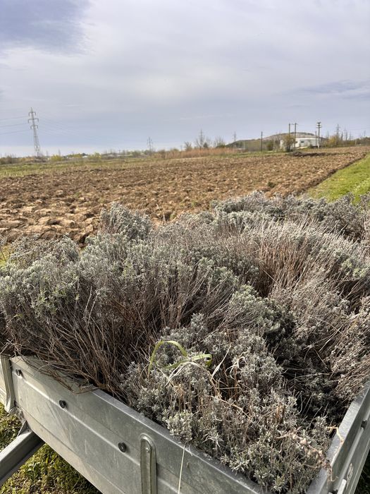 Vand lavanda/ tufe de lavanda