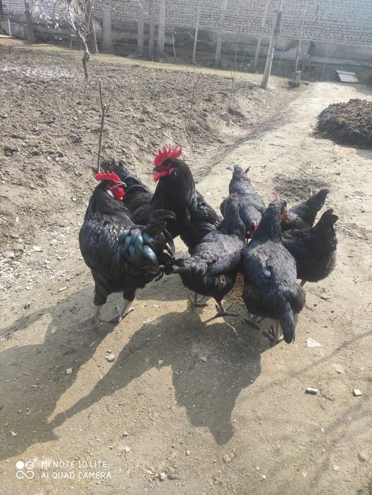 Qora shahzoda. Tuxum