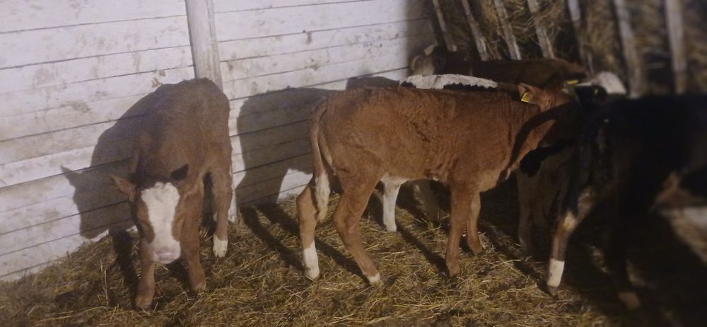 Vând viței baltati