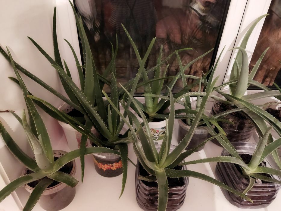 Продам алоэ Вера.