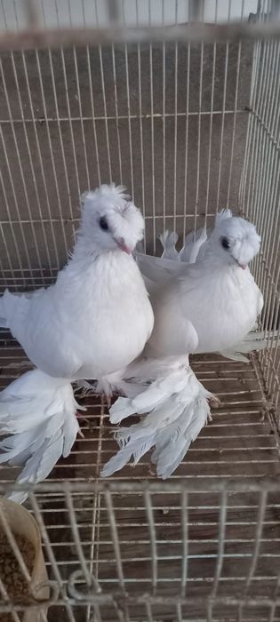 Голуби 2 пары элитные