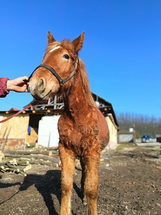 De vanzare iapa si manz