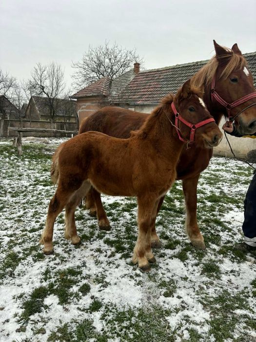 Iapă cu mânză de vânzare