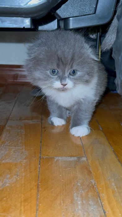 Британский скоттиш фолд