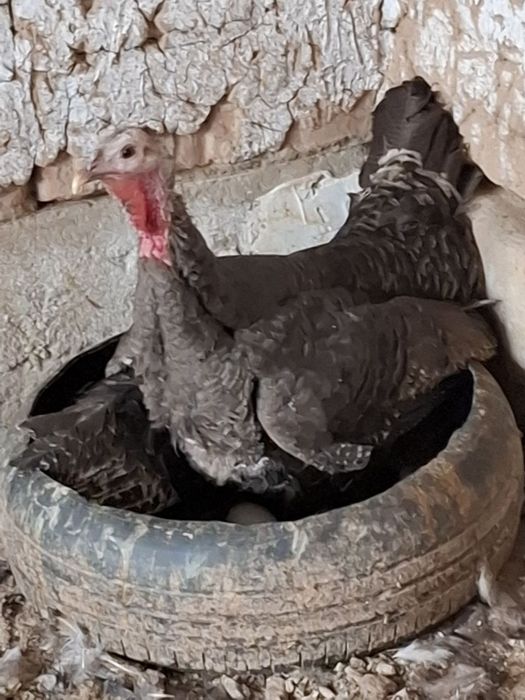 indyuk sotiladi 3 dona qoldi