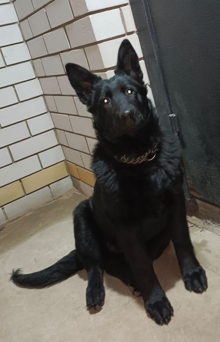 Подрощенная девочка ВЕО