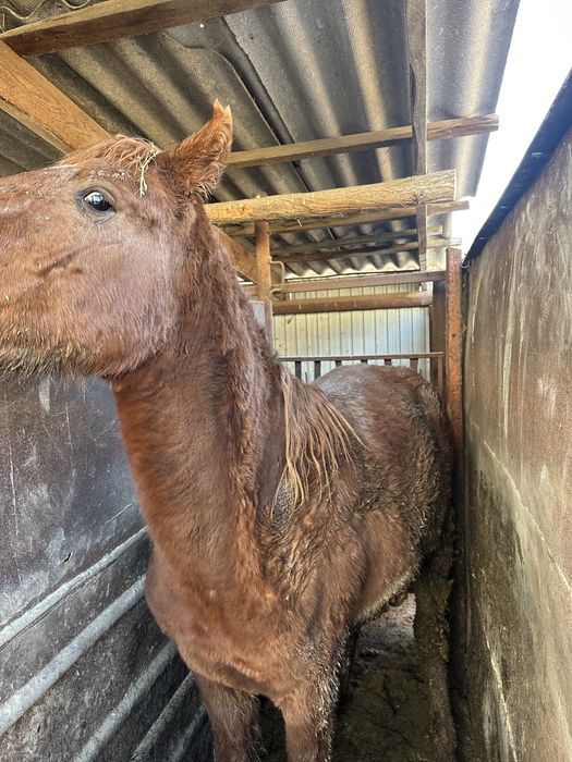 Семіз құнан сатам