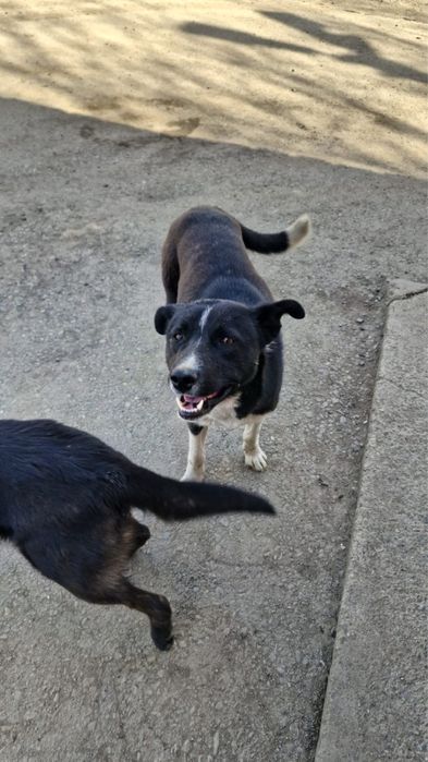 Щенки в добрые руки