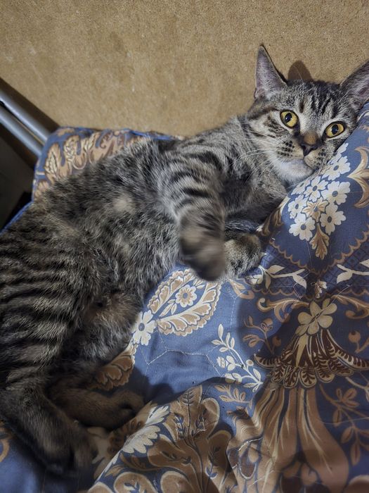 Кошечка мышеловка ищет дом