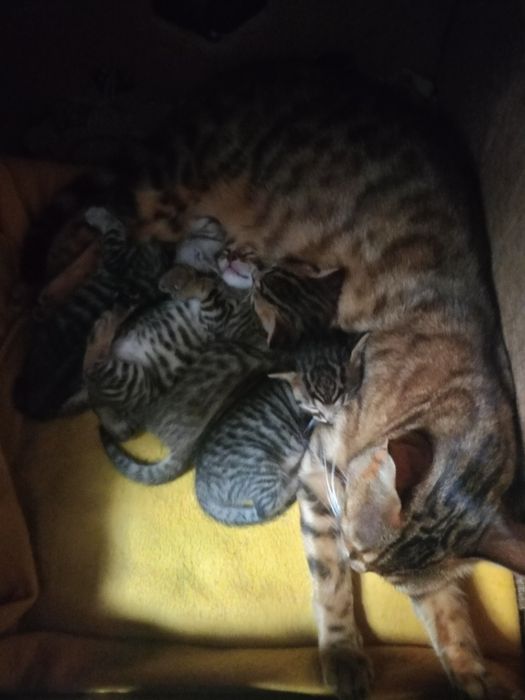 Красивые породистые котята