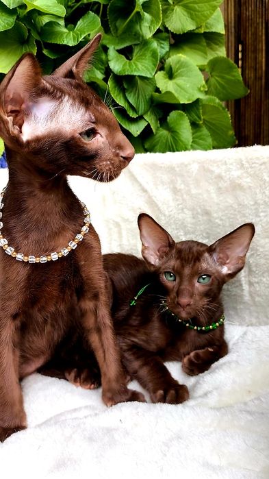 ОРИЕНТАЛЫ, орики , орики - Детки