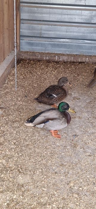 Vand o pereche de rate salbatice