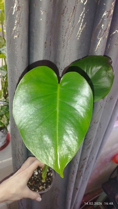 Продается Шикарная детка Монстеры Делициозы