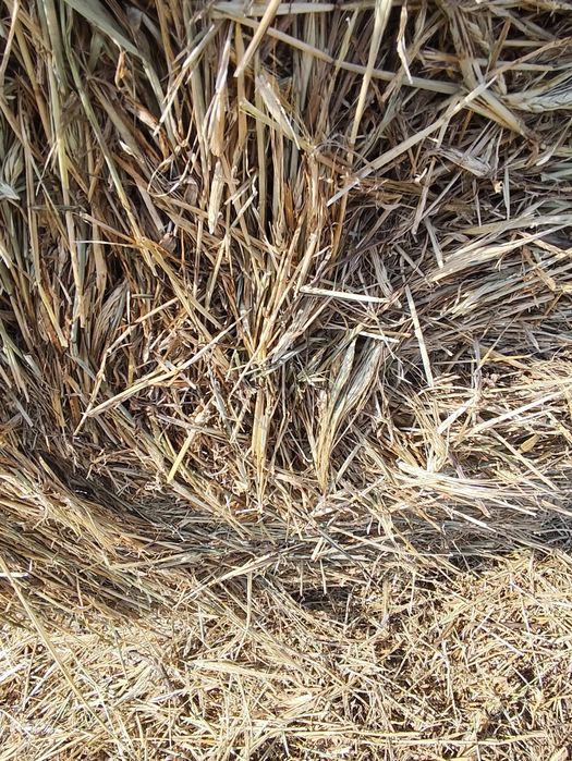 Vând fân de orz 2025