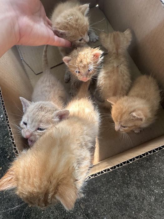 Котенца за осиновяване