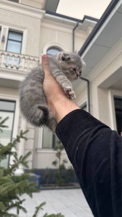 Mushuk bolalari sotiladi fold mushukchalar