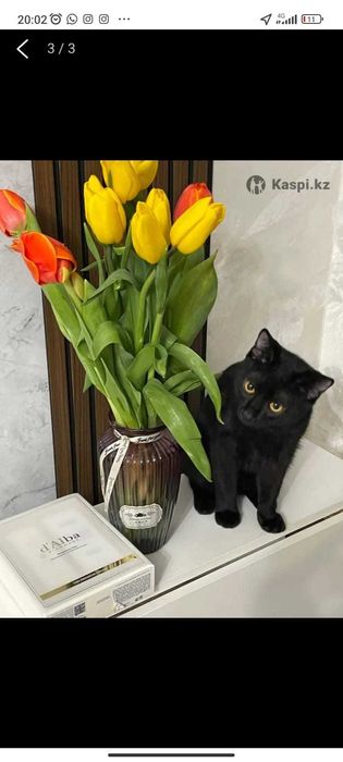 Отдам кота бесплатно