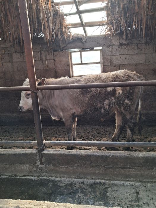 1 жане 2 жасар бұқалар