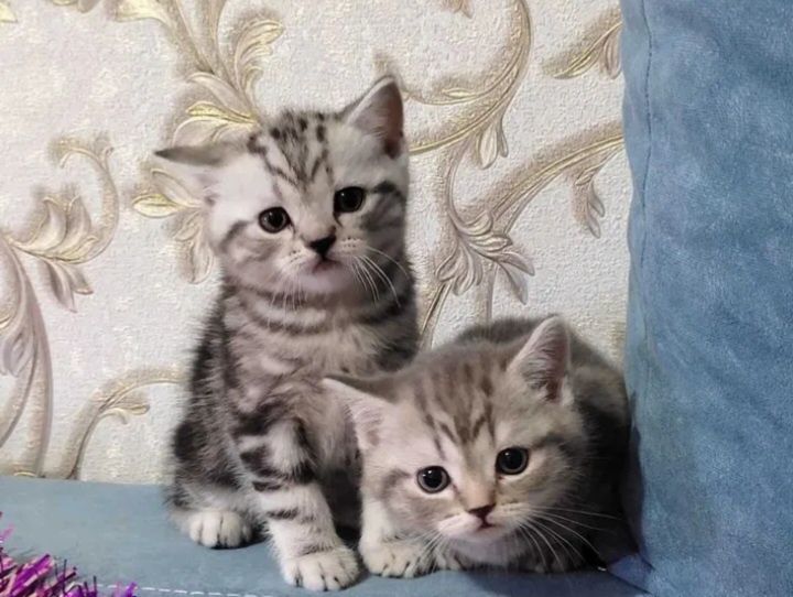 Шотланские котята