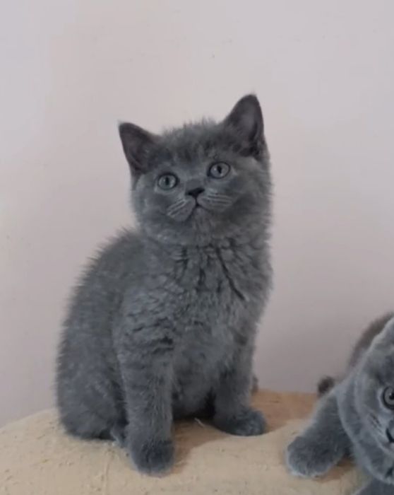 Продаётся котенок девочка породы скоттиш страйт.