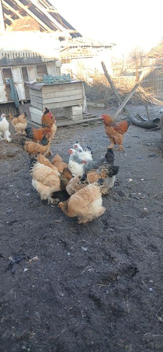 Ouă de găini brahma