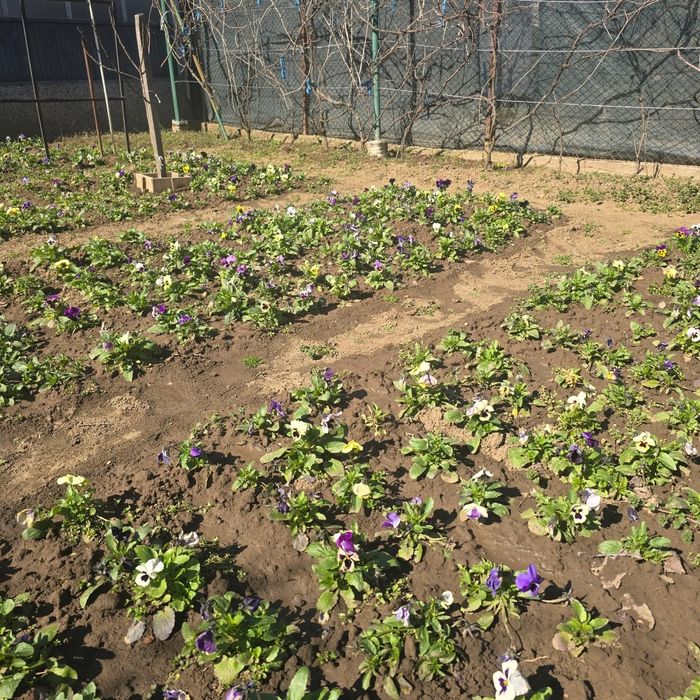 Теменужки градински