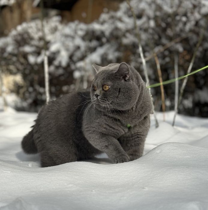 Вязка кота британской породы!