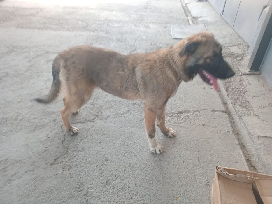 Күшік сатылады бағасы келсеміз