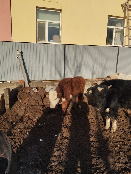 Семиз еркек баспактар