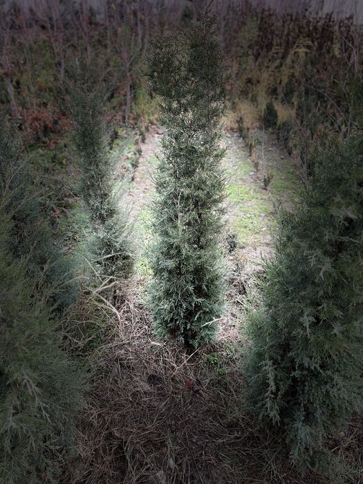 Можжевельник декоративный.