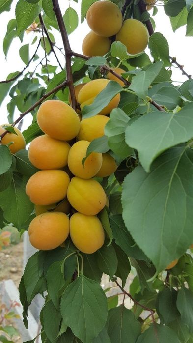 Pomi Fructiferi Columnari (Cais )