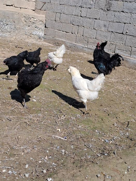 Ухейилюй Тухумлари