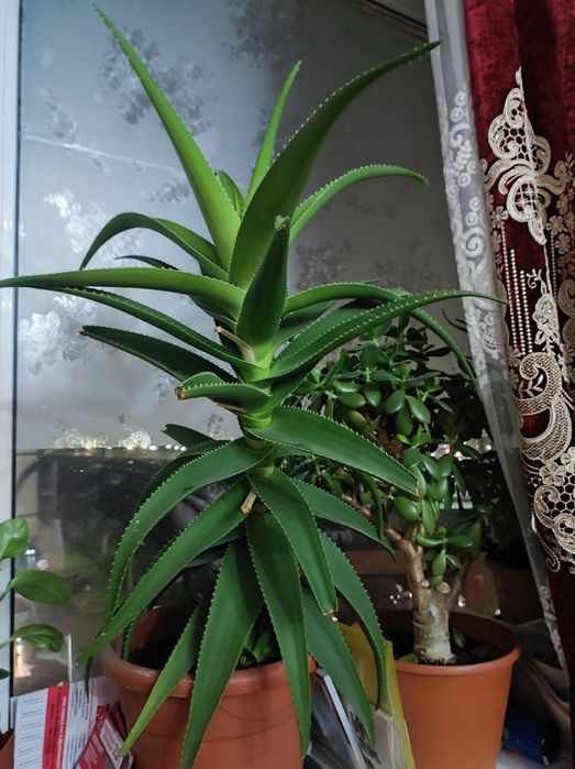 Срочно продаю алоэ